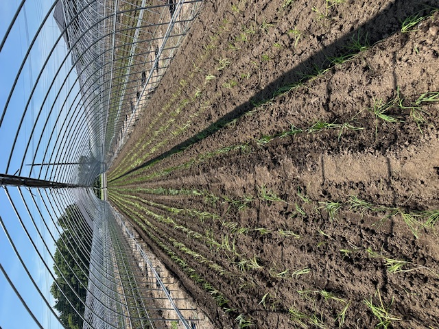 新株の植え付け