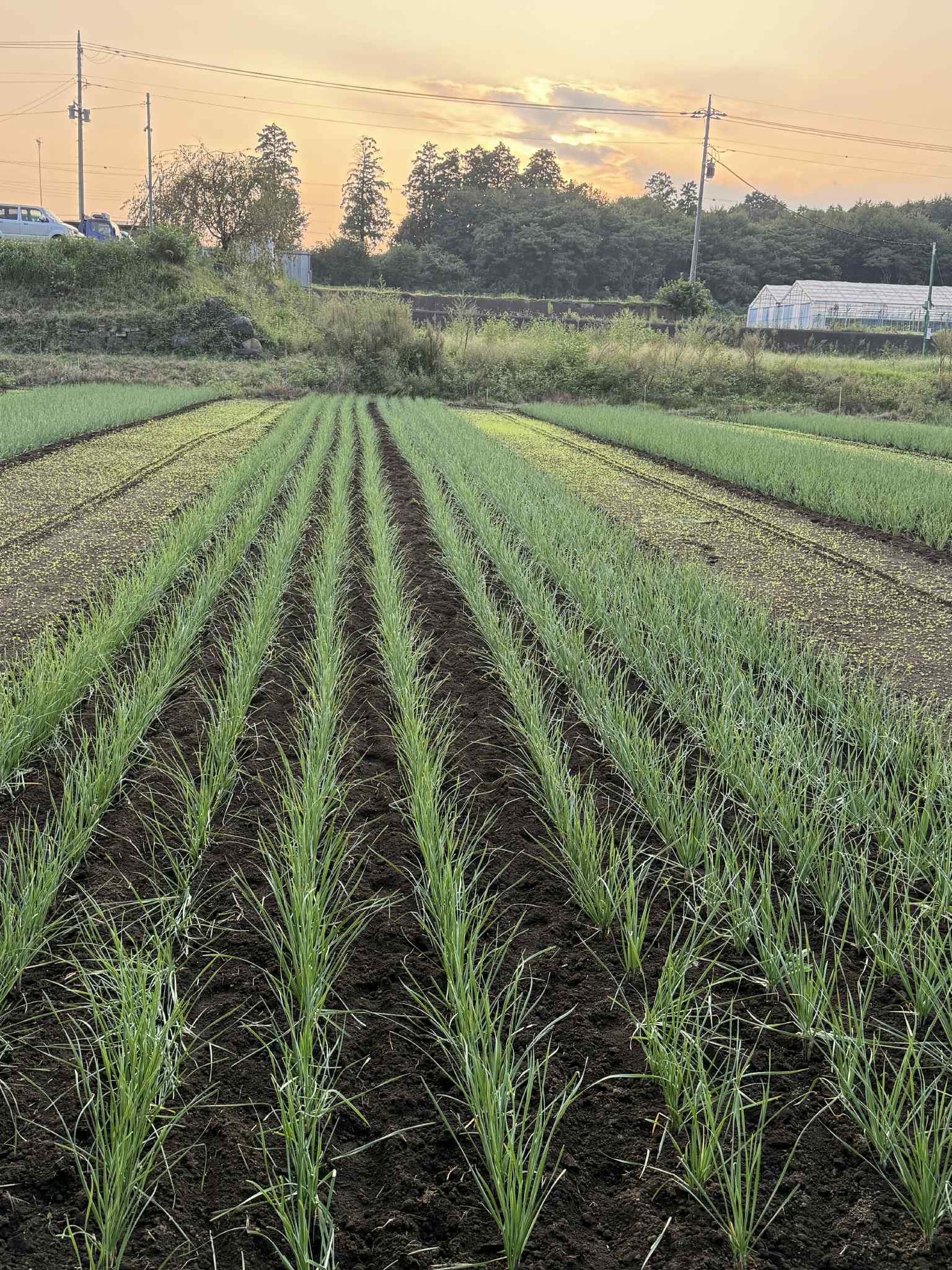 まだまだ暑い日が続きそうです