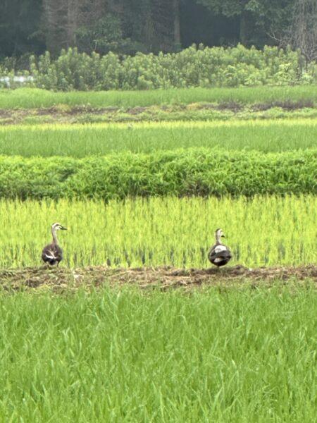 ７月１日　半夏生