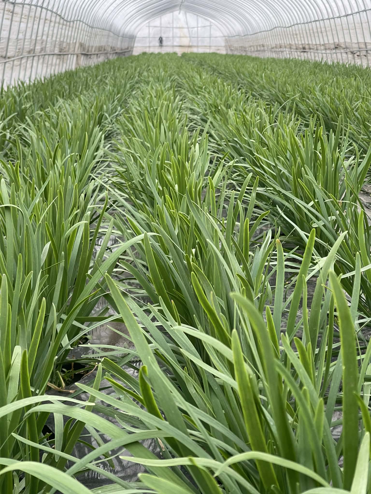 朝と夕方はかなり冷えてきました