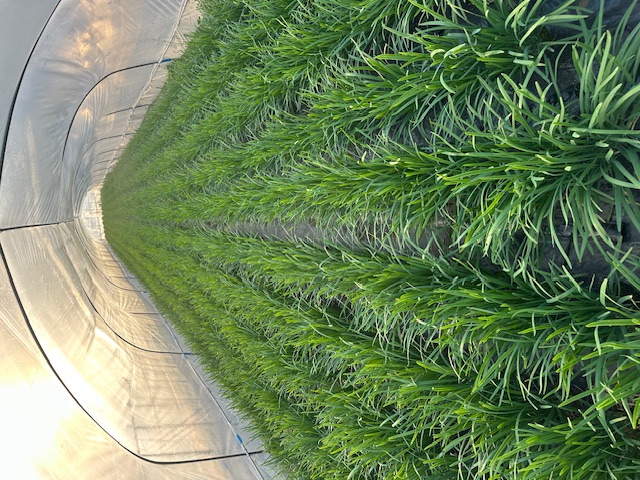 ハウスの中の様子です